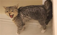 猫一直嚎叫我想把猫扔了