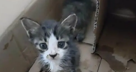 猫有白色虫子像蛆