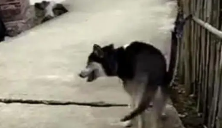 带哈士奇回农村老家，遇见牛后二哈以为好欺负，最终被牛堵在角落