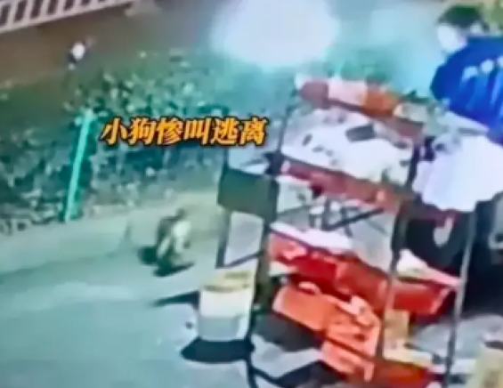 烧烤店用食物引诱流浪狗,然后用热油淋它身上,事后只被批评教育 烧烤店用食物引诱流浪狗,然后用热油淋它身上,事后只被批评教育