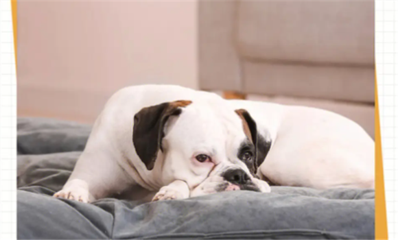 狂犬疫苗接种地点