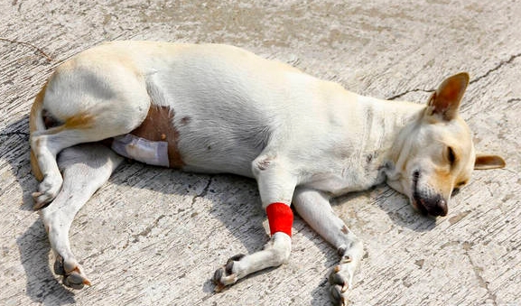 犬c反应蛋白高说明什么 犬c反应蛋白高说明什么