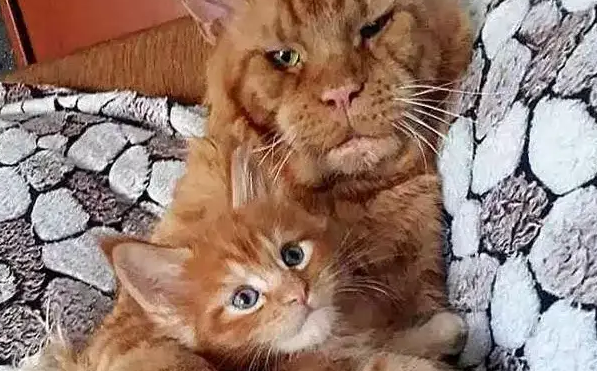 橘猫爸爸护犊子的样子让画风突变,网友直接拒绝吸猫 橘猫爸爸护犊子的样子让画风突变,网友直接拒绝吸猫