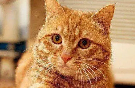 微笑猫原图吓死人