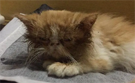 什么情况容易得猫瘟