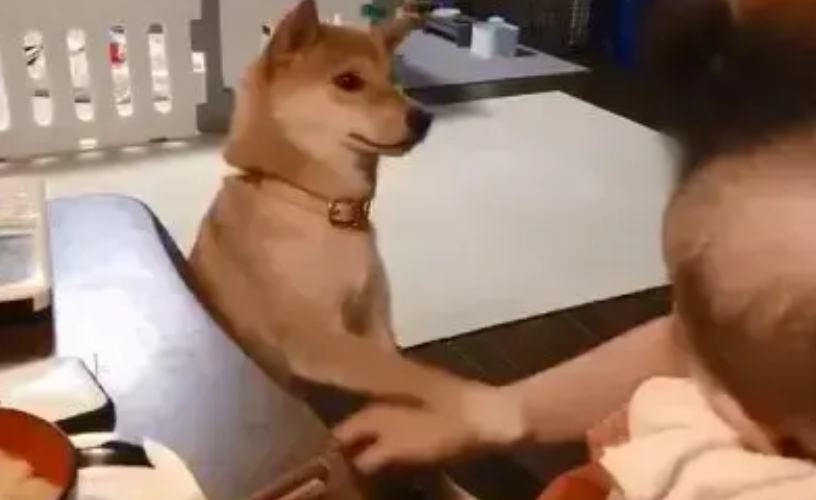 女主人喂孩子吃饭,一旁的柴犬急了,柴犬:我也是你的宝宝啊 女主人喂孩子吃饭,一旁的柴犬急了,柴犬:我也是你的宝宝啊