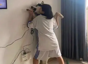 主人的奇葩教训,让闯祸的哈士奇吓坏了,二哈:我不干净了 主人的奇葩教训,让闯祸的哈士奇吓坏了,二哈:我不干净了