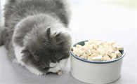 猫最喜欢吃什么