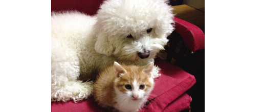 稀奇！比熊犬给猫咪当奶妈，为小猫凶亲儿子