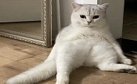 猫坐着一条腿往外伸是为什么