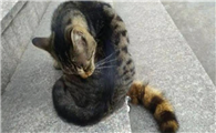 为什么有些猫脾气那么好