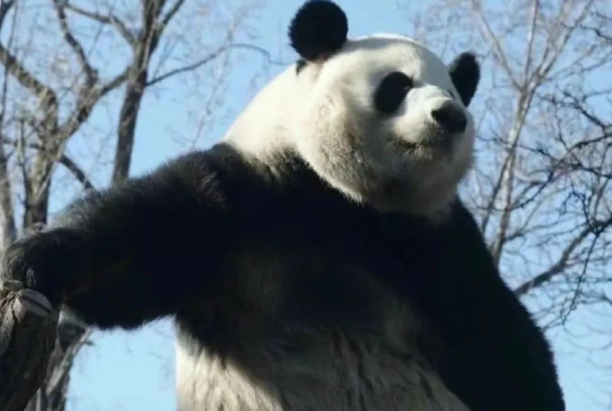 大熊猫的名字能有多离谱