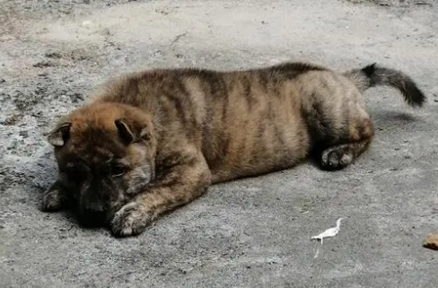 中华虎斑犬优缺点