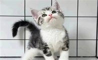 吸引猫的人有福吗