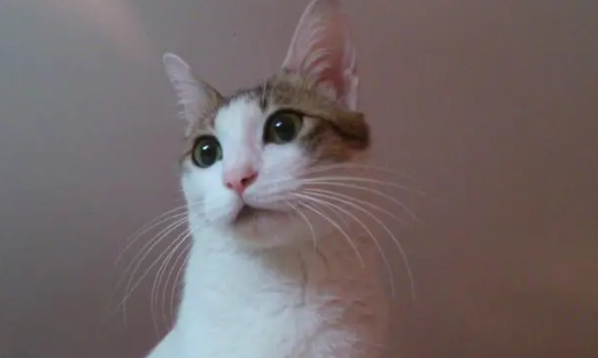 猫应激反应怎么处理