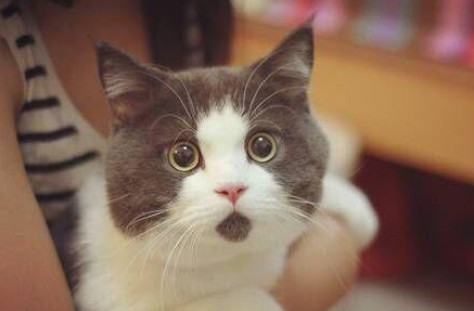 什么声音能吓到猫 什么声音能吓到猫