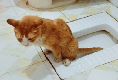自从当了铲屎官后,养个奇葩猫咪,我上厕所就没清静过 自从当了铲屎官后,养个奇葩猫咪,我上厕所就没清静过