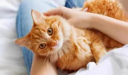 清晨猫咪在你床头咕噜咕噜 清晨猫咪在你床头咕噜咕噜