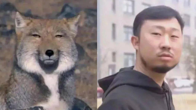 长得像藏狐张辰亮人物争议 长得像藏狐张辰亮人物争议