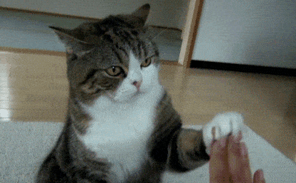 猫用手拍你代表什么 猫用手拍你代表什么