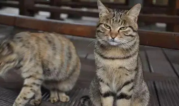 猫在道家是神