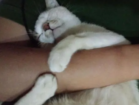 两只猫开玩水派对5楼淹到脚踝,新主机、家电泡坏光光 两只猫开玩水派对5楼淹到脚踝,新主机、家电泡坏光光