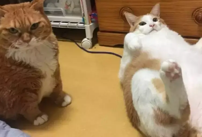 胖猫躺在地上不动了,主人觉得不对劲,猫:我翻不了身啦 胖猫躺在地上不动了,主人觉得不对劲,猫:我翻不了身啦