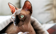 没有毛的猫叫什么品种