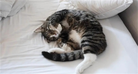猫在床上睡觉有危害吗 猫在床上睡觉有危害吗