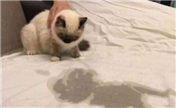 猫以前不乱尿为什么现在乱尿
