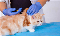 猫疫苗每年都要打吗