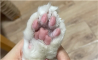 小猫的脚毛用不用剃