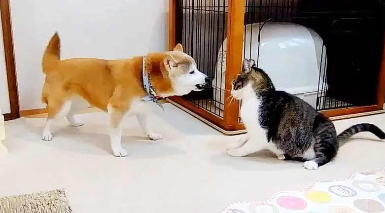 这只喵星人，被小柴犬这样欺负，真算是喵界的耻辱了