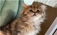 毛特别长的猫是什么品种