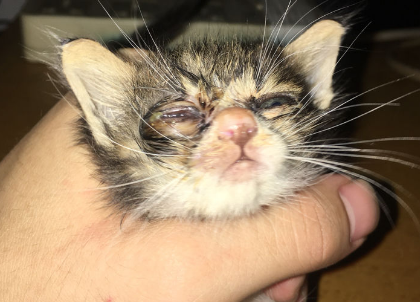 小猫眼屎多粘住眼睛睁不开