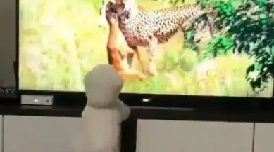 宠主带狗狗看动物世界，不料这货竟做出这样的反应，太膨胀了！