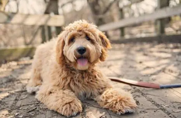 金贵犬的体型差异 金贵犬的体型差异
