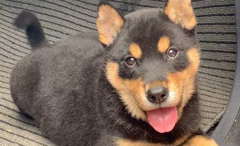 中华四眼犬出售的价值 中华四眼犬出售的价值