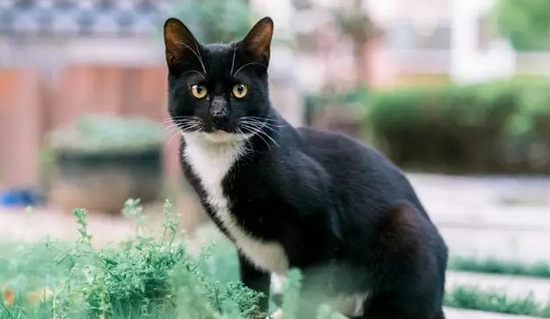 乌云盖雪猫是猫中极品吗 乌云盖雪猫是猫中极品吗