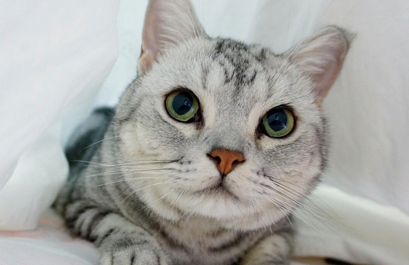 女生与你分享她养的小猫视频 女生与你分享她养的小猫视频