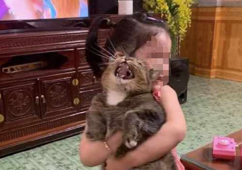 女儿抱着猫来回走,它的表情让人好想笑:铲屎的,救命!虐猫啦 女儿抱着猫来回走,它的表情让人好想笑:铲屎的,救命!虐猫啦