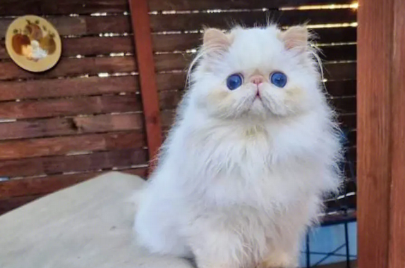 名种猫 排行榜 名种猫 排行榜