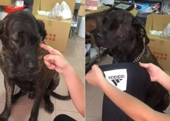 帅气高山犬咬破新裤被骂委屈流泪,妈妈气炸:麦假! 帅气高山犬咬破新裤被骂委屈流泪,妈妈气炸:麦假!