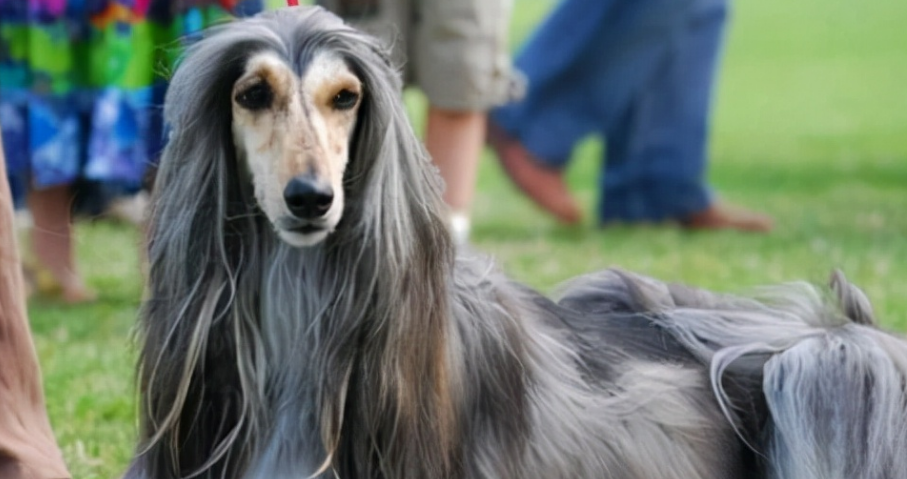 阿富汗猎犬又名 贵族气质的犬种 阿富汗猎犬又名 贵族气质的犬种