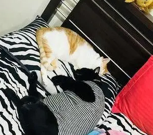 橘猫对着内衣蹭个不停,主人哭笑不得:你咋这么“变态” 橘猫对着内衣蹭个不停,主人哭笑不得:你咋这么“变态”