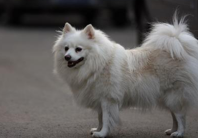 中国狐狸犬 特性图片