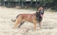 马里努阿犬寿命优缺点