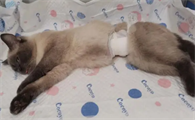 母猫怎么绝育