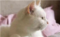 女人梦见猫往怀里钻是什么预兆
