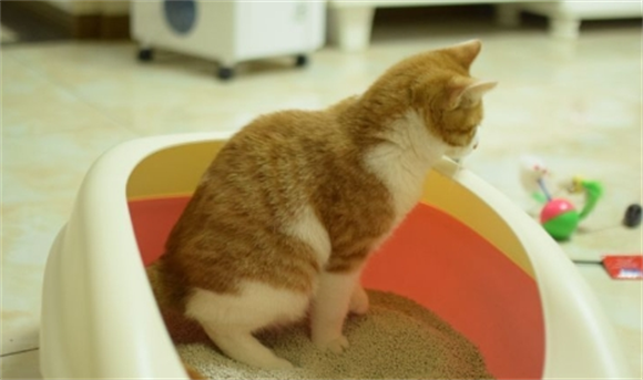 猫在门口拉屎有什么预兆